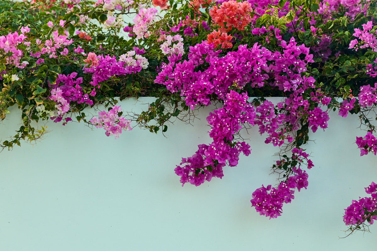 Full Width Image